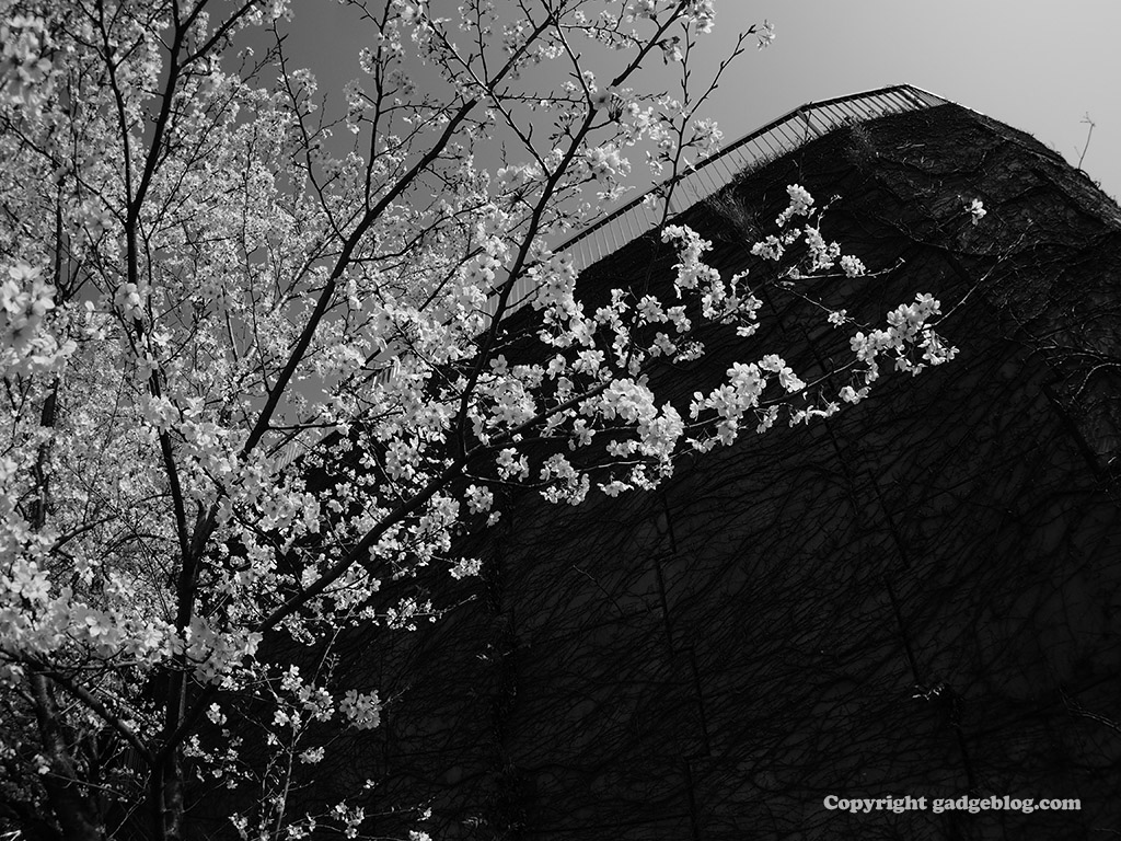 桜と擁壁